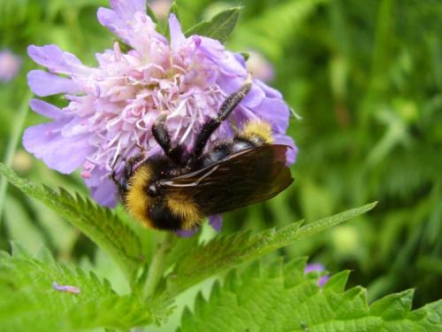 Bombus campestris