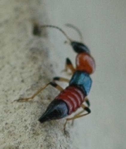 Paederus sp.