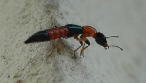Paederus sp.