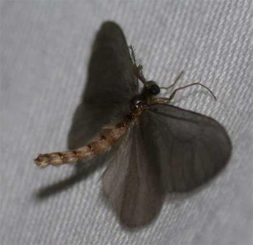 Sterrhopterix sp.