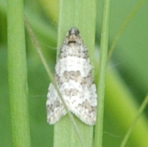 Isotrias rectifasciana