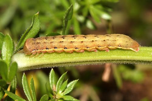 Aporophyla nigra