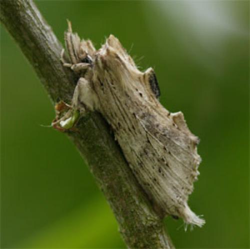 Pterostoma palpina