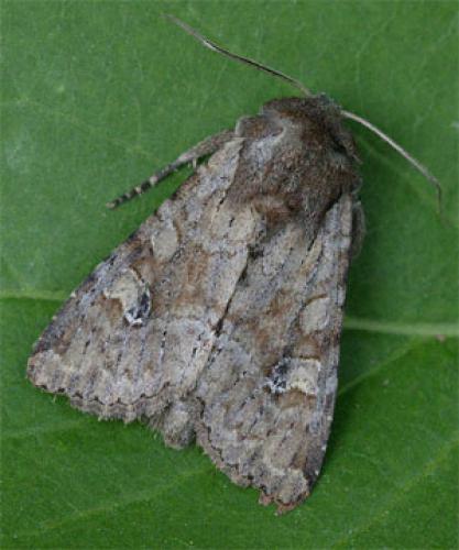 Réf. 32 174 : Apamea sordens