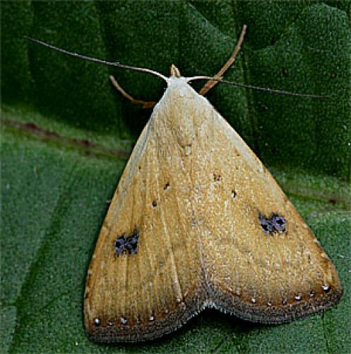Réf. 32 238 : Rivula sericealis