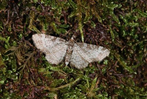 Réf. 32 624 : Pasiphila chloerata