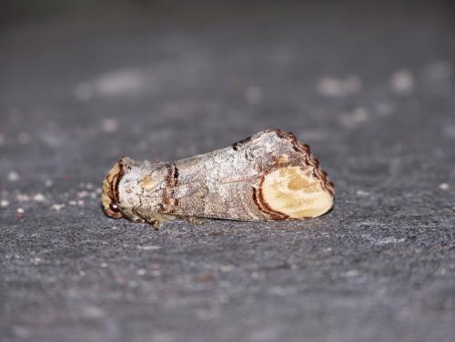 Phalera bucephala