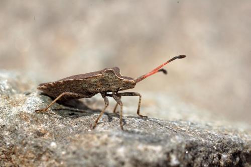 Enoplops scapha
