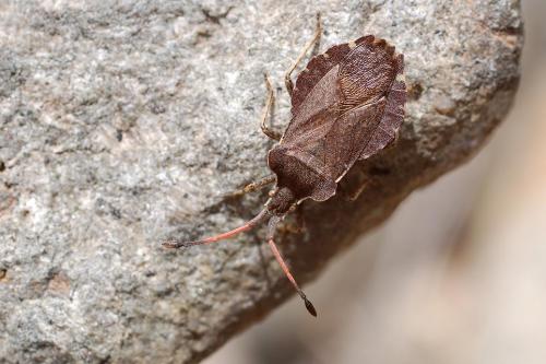 Réf. 32 071 : Enoplops scapha