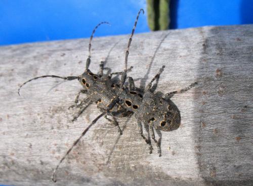 Réf. 32 145 : Mesosa curculionoides