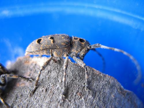 Mesosa curculionoides