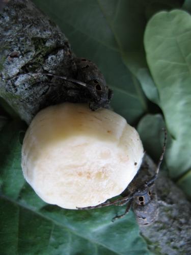 Mesosa curculionoides