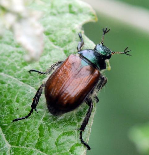 Réf. 32 933 : Phyllopertha horticola