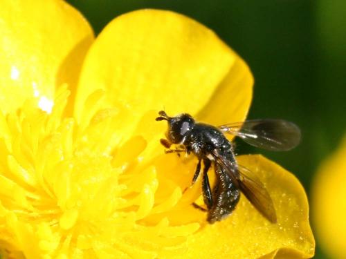 Pipiza austriaca