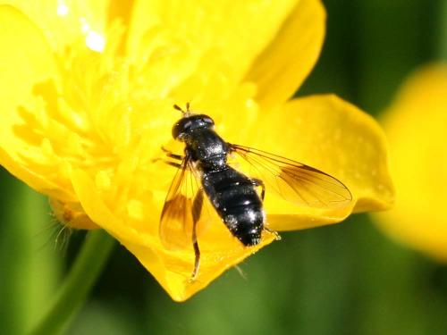 Pipiza austriaca