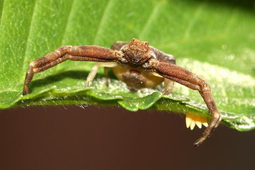 Réf. 32 104 : Pistius truncatus