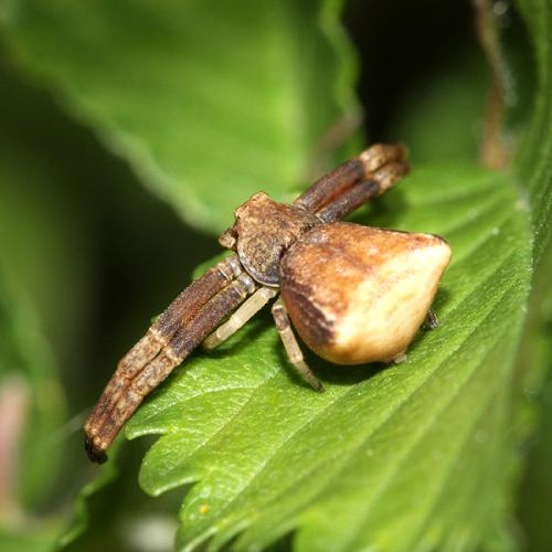 Réf. 32 105 : Pistius truncatus