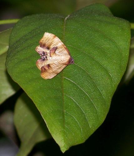 Plagodis dolabraria