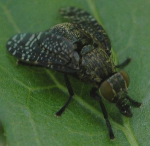 Platystoma sp.