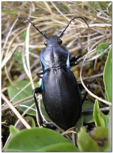 Réf. 32 508 : Carabus violaceus purpurascens