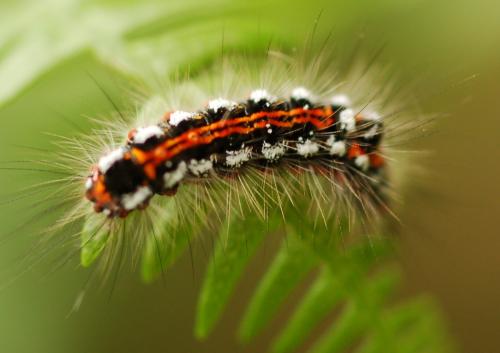 Euproctis similis