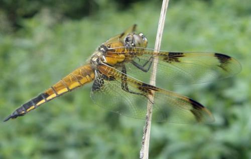 Libellula quadrimaculata