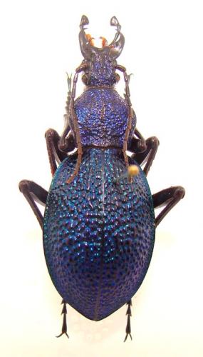 Réf. 32 758 : Carabus scabrosus tauricus