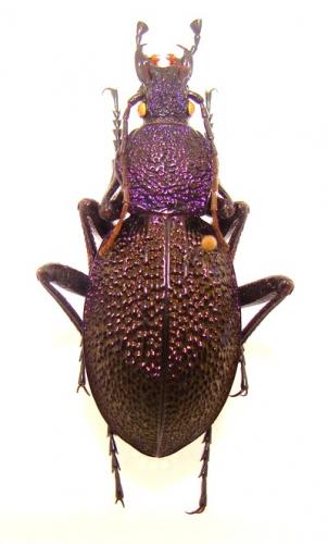 Réf. 32 762 : Carabus scabrosus tauricus