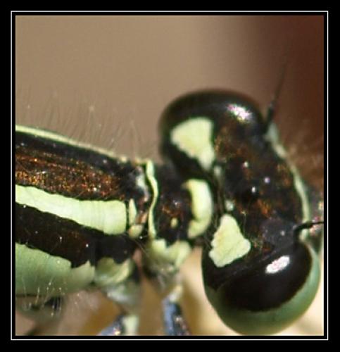 Coenagrion puella