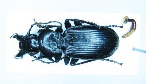 Pterostichus dufourii