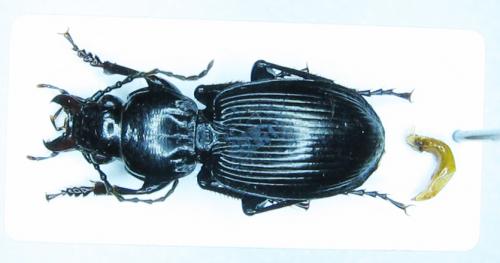 Réf. 32 742 : Pterostichus madidus