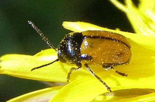 Réf. 32 068 : Cryptocephalus rugicollis