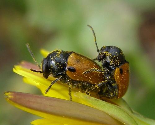 Réf. 32 070 : Cryptocephalus rugicollis