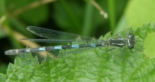 Coenagrion pulchellum