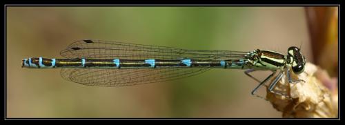 Coenagrion puella