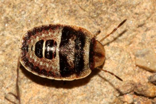 Sciocoris macrocephalus