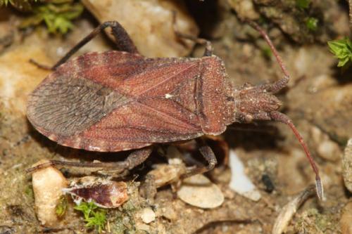 Anoplocerus elevatus