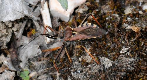 Rhynocoris erythropus