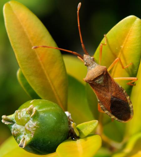 Gonocerus acuteangulatus