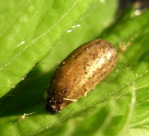 Réf. 32 085 : Eupeodes corollae