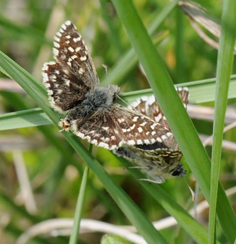Réf. 32 195 : Pyrgus sp.