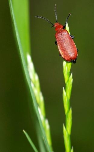 Réf. 32 297 : Pyrochroa serraticornis