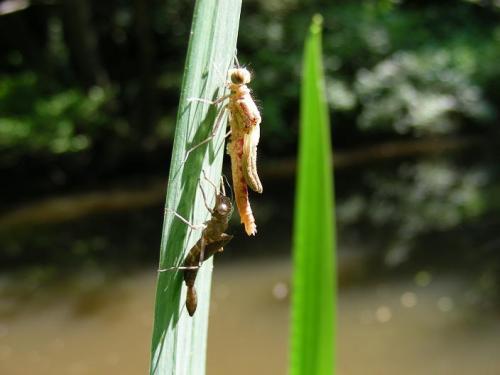 Pyrrhosoma nymphula