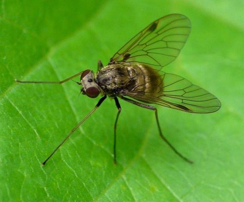 Chrysopilus cristatus