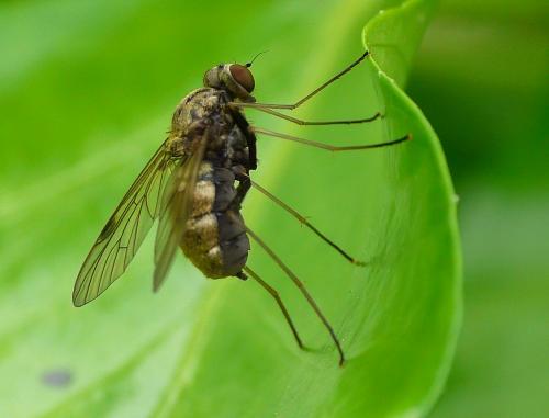 Chrysopilus cristatus