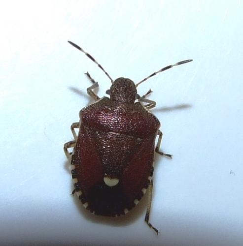 Holcostethus sphacelatus