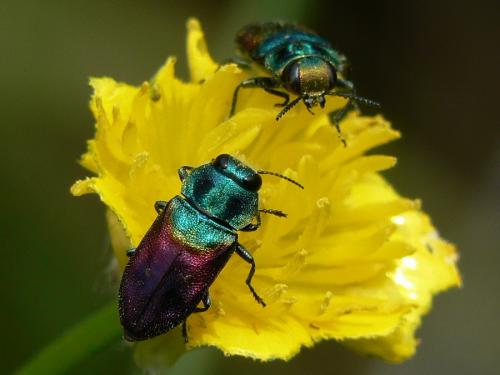 Réf. 32 423 : Anthaxia sp.