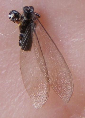 Reticulitermes sp.