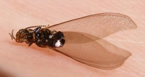 Reticulitermes sp.