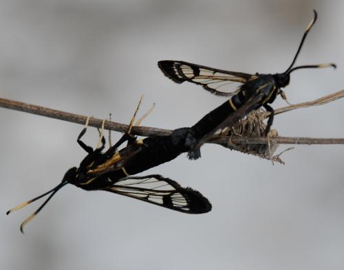 Réf. 32 051 : Synanthedon spheciformis